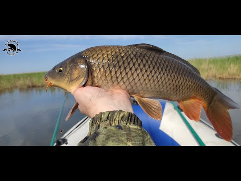 Видео: оз. Сартлан. Рыбалка на поплавок! Напороли САЗАНА💪