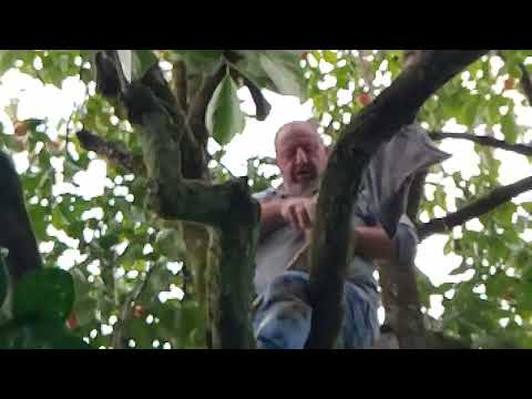 Видео: Хочу паказат как я сабираю хурма.В БАТУМИ.