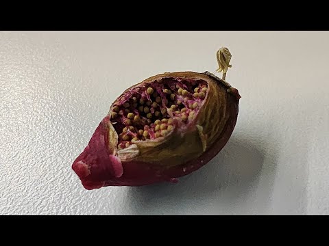 Видео: Про бытовые будни пикировки и посев фаукарии