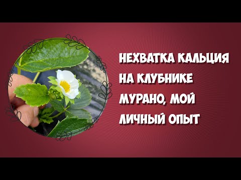 Видео: Нехватка кальция на клубнике Мурано, мой личный опыт