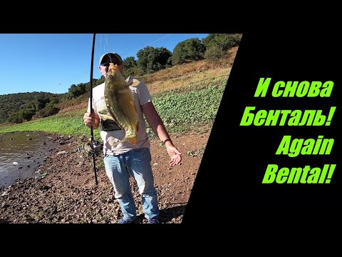 Видео: Рыбалка. Озеро Бенталь. Мером Голан. Израиль. Fishing. Lake Bental. Merom Golan.  Israel.