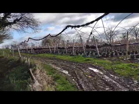 Видео: 04/21Английская Малина. Малина в Англии.