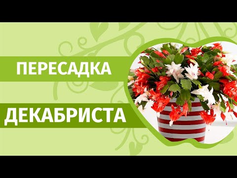 Видео: Обильное цветение Декабриста  гарантировано! Как пересадить кактус Декабрист.