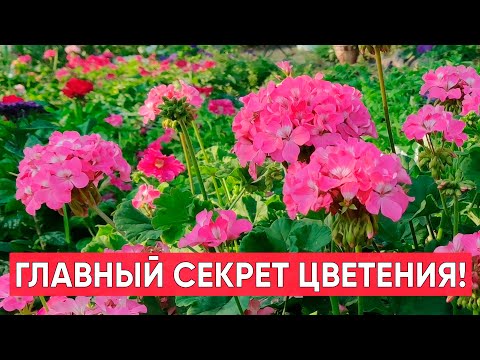 Видео: ХОТИТЕ ПОЛУЧИТЬ ПЫШНОЕ ЦВЕТЕНИЕ ГЕРАНИ? Главный секрет долгого мощного цветения пеларгонии!