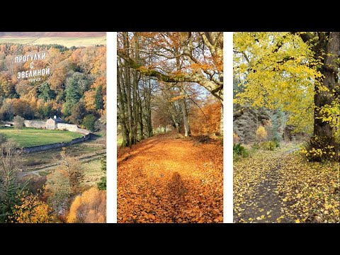 Видео: Одна в осеннем лесу: как найти спокойствие среди осенней природы