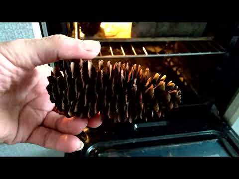 Видео: Пропитка еловой шишки буравидом.