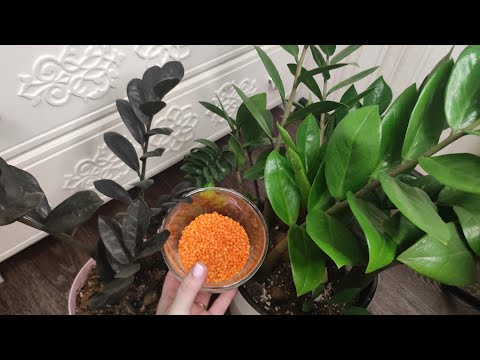 Видео: Всего 1 Чашка Заставляет его взорваться от роста и цветения (посмотрите на потрясающий результат)