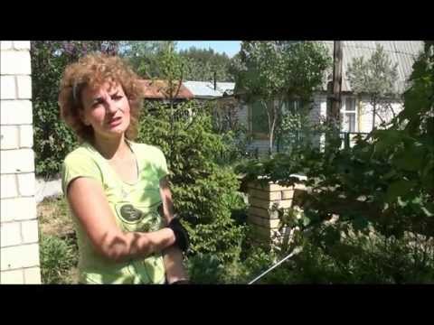 Видео: Опрыскиваем калину от черной тли. Сайт sadovymir.ru