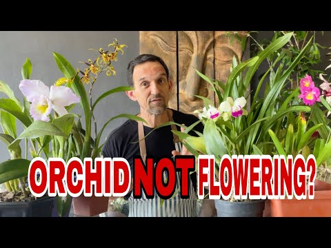 Видео: Главный вопрос: почему моя орхидея не цветет?