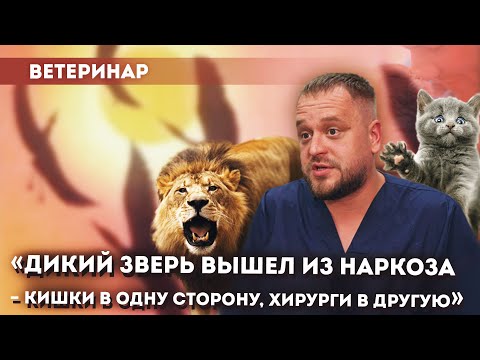 Видео: Ветеринарный врач о работе с хищниками, эвтаназии и неадекватных владельцах/ НЕ работа