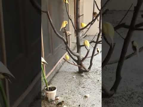 Видео: Канарейка вольер 4..