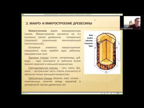 Видео: Древесина 2 я лекция