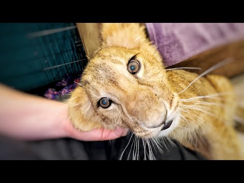 Видео: УРА! Львёнок с поломанной лапой наконец-то ПОШЁЛ! Впереди долгая реабилитация, но прогресс ЕСТЬ!
