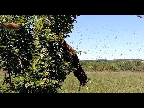Видео: Два роя сели на одну ветку, свалочный рой