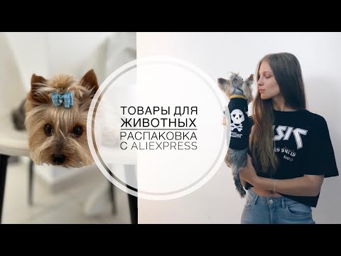 Видео: Товары для собак с AliExpress