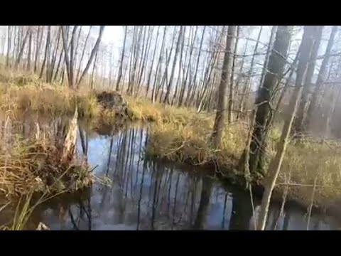 Видео: Прогулка на болото