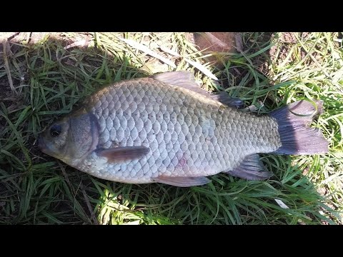 Видео: Рыбалка на реке Меша с ночевкой. Ловля карася на фидер.