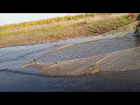 Видео: Рыбалка бреднем  в микра речьки