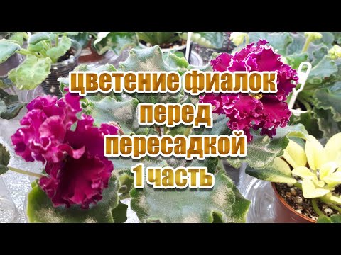 Видео: Цветение фиалок перед пересадкой 1 часть