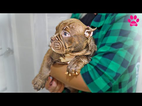 Видео: Нашего щенка обижают и унижают в новом доме! Кто обидчик?