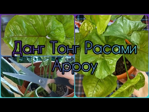 Видео: СИНГОНИУМ Данг Тонг Расами Арроу🌺Dang Tong Rasamee Arrow🌱Размножение🌺Пересадка🌱Грунт🌱Эпипремнум Неон