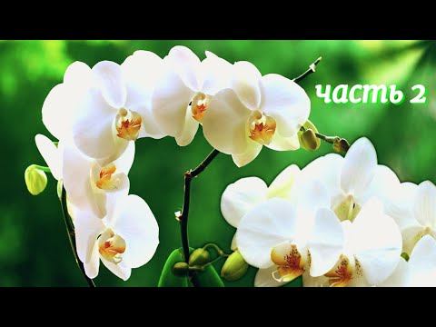 Видео: Как сделать из бисера цветок. 2 часть МК Орхидея из бисера / How to make a flower from beads