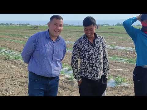 Видео: БИОГУМУС келажаги борми?  Хар туп торвузга 100 грамм БИОГУМУС берилган 1 гектар ерга экилган.