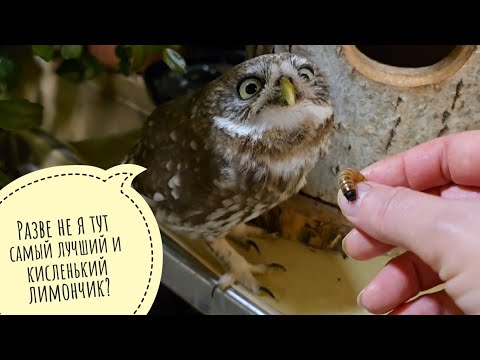 Видео: Сыч Лучик опять играл в совиные пряталки. Как различить лимон Эврика Пинк и лайм Таити у продавцов