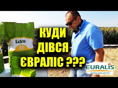 Видео: 🌻Белла больше не Евралис? какой будет мешок обзор подсолнечника #Lidea #ЛИДЕА