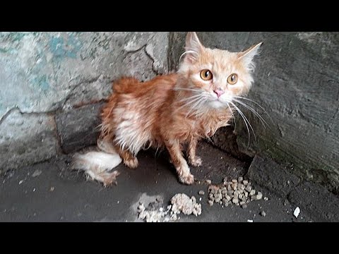 Видео: Тощий кот лежал на подстилке и доживал последние дни, но когда открылась дверь…