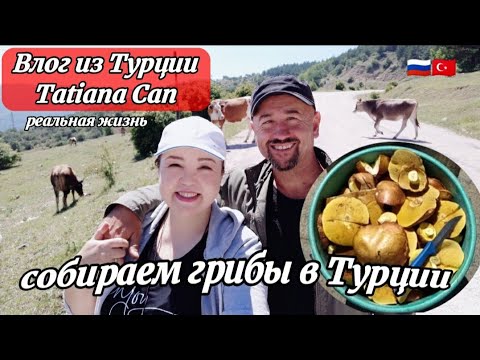 Видео: Влог из Турции/в лес за грибами в Турции/чуть не опоздали 😀/реальная жизнь