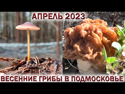 Видео: ❗ВЕСЕННИЕ ГРИБЫ В ПОДМОСКОВЬЕ 9 АПРЕЛЯ 2023.🍄СТРОБИЛЮРУС👉ГРИБ РАСТУЩИЙ НА ШИШКЕ.🍄СТРОЧОК🍄 САРКОСЦИФА