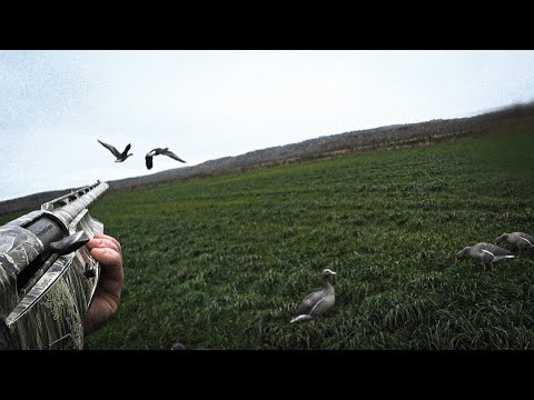 Видео: ОХОТА НА ГУСЯ 2023. МОЩНЫЙ ПРОЛЕТ ГУСЯ!!! #hunt #охота