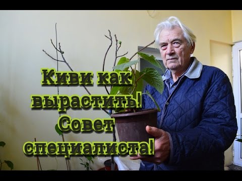 Видео: Киви.  Опыт разведения киви.  Советы специалиста !