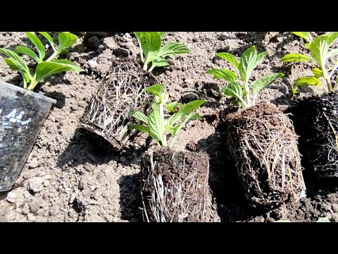 Видео: Рассаживаю черенки метельчатой гортензии в открытый грунт 🌿🌿Где будут зимовать мои укореняшки🌱