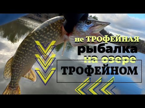 Видео: Не трофейная рыбалка на озере Трофейное или на " платнике любой поймает"