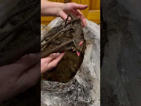 Видео: Первая поставка Корней 2025