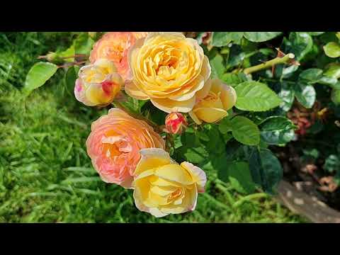 Видео: Цветение роз Гуэрнси, Розоман Жанон, Флоранс Делатр, Кармен Вюрт, Маржолен в Подмосковье (22.08)🌹🌹🌹