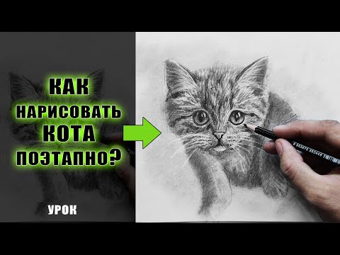 Видео: Как нарисовать КОШКУ карандашом ПОЭТАПНО для начинающих