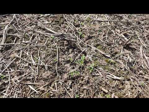 Видео: Посів кукурудзи "Адевей"