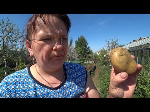 Видео: Надо ли зеленить картофель перед посадкой?
