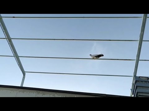 Видео: САМАРКАНДСКИЕ БОЙНЫЕ ГОЛУБИ ЧАСТЬ 5