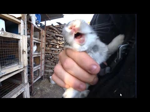 Видео: Как один расплакался/ новый корм