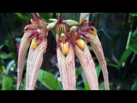 Видео: Bulbophyllum lobbii. Бульфилумы в моей коллекции. Как узнать видовая орхидея или гибрид?