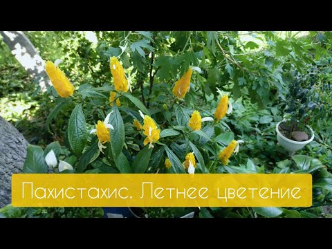 Видео: Пахистахис - самое самостоятельное растение!