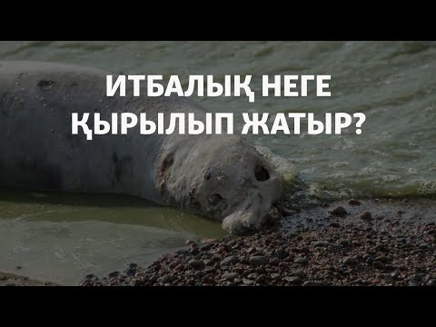 Видео: Итбалық неге қырылып жатыр?