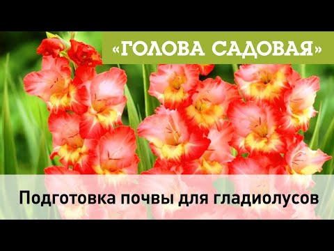 Видео: Голова садовая - Подготовка почвы для гладиолусов