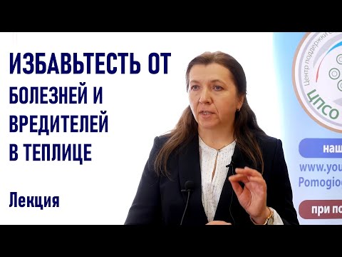 Видео: Эти вредители и болезни могут уничтожить ваш урожай в теплице. Борьба с болезнями и вредителями.
