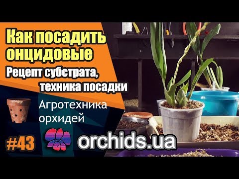 Видео: Онцидиум, брассия, ада, одонтоглоссум, беаллара, кольмонара... Посадка и субстрат.