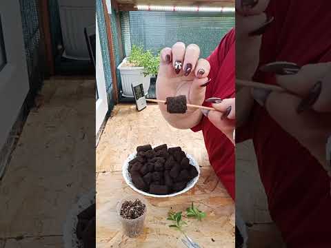 Видео: 🌸Укоренение черенка в пробку PREFORMA🌸